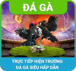đá gà